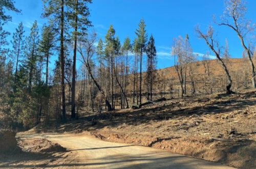 A dirt road winds through a forest with tall, sparse trees and a hillside bearing the scars of the Caldor Fire. The sky is clear and blue, offering a stark contrast to the charred landscape. Learn about the US Forest Service Decision to Halt Prescribed Burning in California.