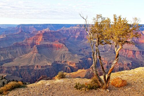 A rugged tree stands at the edge of the Grand Canyon National Park, its sparse branches extending upward. Below, the vast canyon stretches out with layered red and orange rock formations. The sky above is lightly clouded, casting soft, warm light across the landscape.