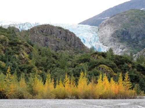 Vibrant autumn trees with yellow leaves in a foreground contrast against rugged, rocky cliffs and a sparkling blue glacier under a cloudy sky.