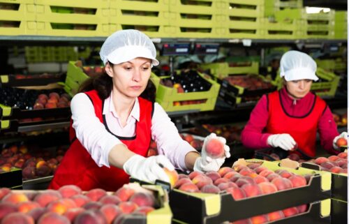 Two workers in a fruit processing plant sorting peaches. They wear red aprons, white hairnets, and gloves. The atmosphere is focused and industrious.