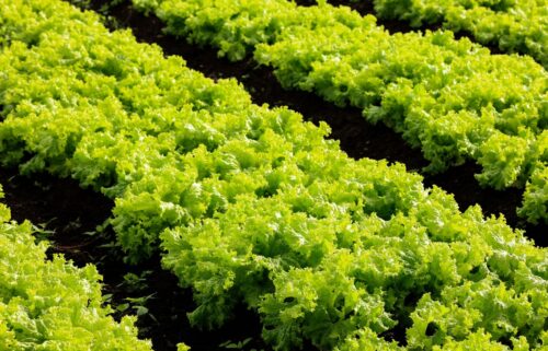 A green field of lettuce, symbolizing the impact of the cyclosporiasis outbreak on food safety and agriculture.